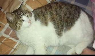 吃瓜群众猫咪萌宠视频,吃瓜群众眼中的猫咪美食盛宴