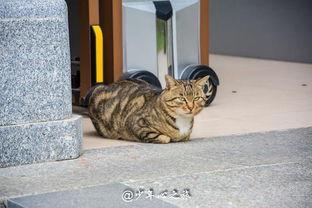 吃瓜群众眼神犀利,洞察娱乐圈风云变幻