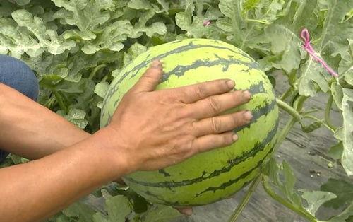 石家庄红薯群众吃瓜,吃瓜也能吃出新花样