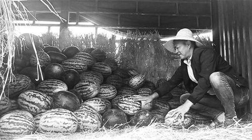 庵埠吃瓜群众事件始末,一场网络舆论的风波与反思