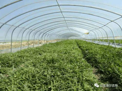 群众吃海瓜视频素材下载,群众品尝海瓜视频走红网络