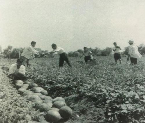 走马村吃瓜群众事件始末,一场网络舆论的风暴与反思