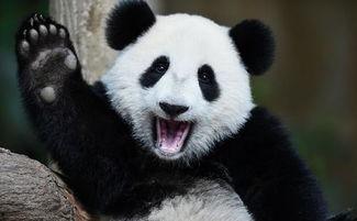 熊猫吃瓜群众现场,揭秘网红现象背后的社会现象