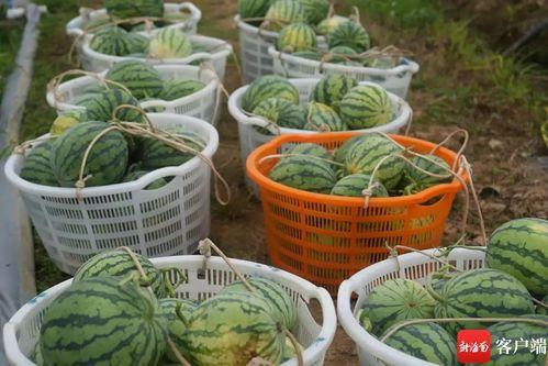 万宁吃瓜群众,吃瓜群众的热议焦点