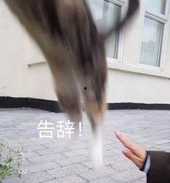 吃瓜群众成主角图片,揭秘网络时代的围观力量