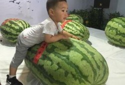 邢台吃瓜群众事件,网络舆论下的社会现象解析