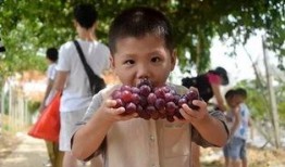 群众吃瓜群广告,揭秘“吃瓜群众”背后的广告营销奥秘