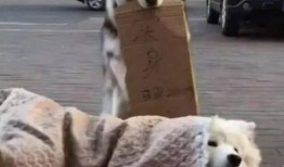 狗狗当吃瓜群众视频