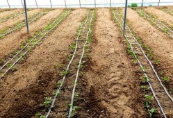 北张村吃瓜群众事件始末