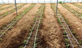 北张村吃瓜群众事件始末