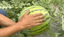 石家庄红薯群众吃瓜,吃瓜也能吃出新花样