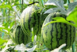 吃瓜群众绿屏,揭秘吃瓜群众的狂欢与反思