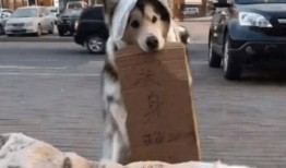 吃瓜群众狗,揭秘娱乐圈背后的真实故事