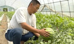 石家庄红薯群众吃瓜,吃瓜也能吃出新花样