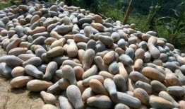 云南吃瓜群众缅北,一场跨境美食与文化的碰撞