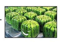 群众吃瓜的创意,揭秘群众吃瓜背后的趣味与智慧