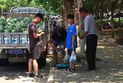 邹平吃瓜群众,揭秘当地生活百态