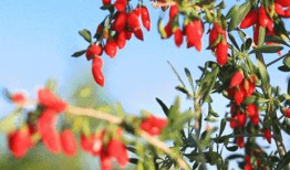 三亩地种枸杞群众吃瓜,群众吃上“瓜果甜”