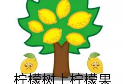 吃瓜群众和柠檬精,揭秘网络社交中的两种独特现象