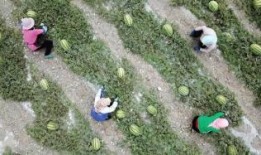 峡谷吃瓜群众教程视频,轻松掌握游戏内资讯获取技巧