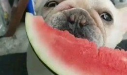 聊娱乐的吃瓜群众评价是真的吗,聊娱乐评价真实性揭秘