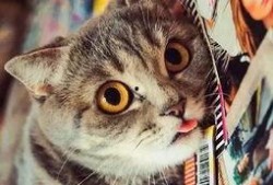 妖猫吃瓜群众视频,揭秘网络热传视频背后的故事