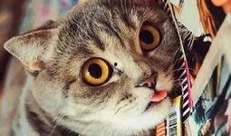 妖猫吃瓜群众视频,揭秘网络热传视频背后的故事