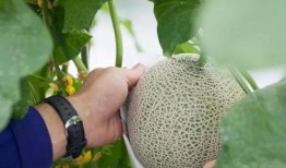 吃瓜群众秒变吃席,变身盛宴中的璀璨明珠