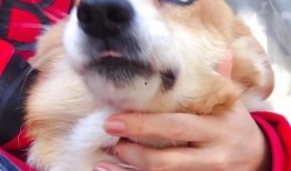 吃瓜群众舔狗视频大全下载,吃瓜群众热议的趣味盘点