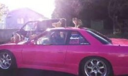 思域吃瓜群众的故事,吃瓜群众见证的传奇故事