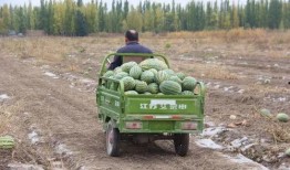 沂南吃瓜群众是谁,一场民间舆论的风暴
