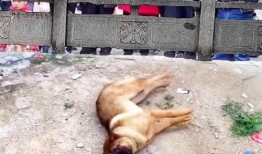 吃瓜群众围观狗狗视频,吃瓜群众笑翻天