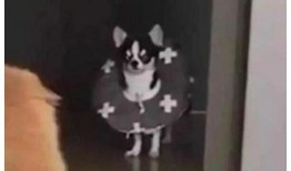 吃瓜群众小二狗是谁