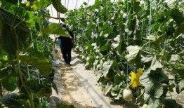 桃树村吃瓜群众视频,揭秘乡村生活趣味瞬间