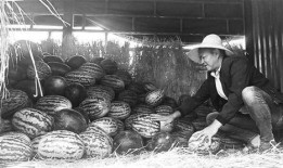 孟州吃瓜群众事件视频,一场网络舆论的风暴与反思