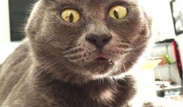 吃瓜群众壁纸猫咪,萌态十足壁纸赏析