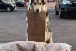 狗狗当吃瓜群众视频