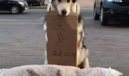 狗狗当吃瓜群众视频