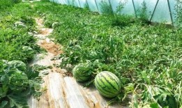 恋情瓜的吃瓜群众,吃瓜群众热议不断