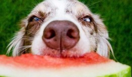 狗狗当吃瓜群众视频