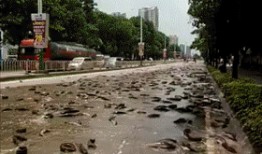 吃瓜群众图片可爱gif,可爱GIF捕捉吃瓜群众欢乐瞬间