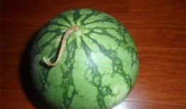 吃西瓜的看瓜群众,看瓜群众共享西瓜盛宴