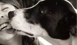 吃瓜群众舔狗视频大全下载,吃瓜群众热议的趣味盘点