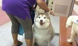 吃瓜群众狗,揭秘娱乐圈背后的真实故事