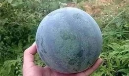 吃籽瓜群众,品味民间美食，探寻传统味道