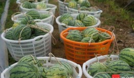 万宁吃瓜群众,吃瓜群众的热议焦点