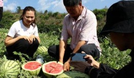云南吃瓜群众缅北,一场跨境美食与文化的碰撞