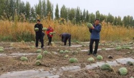黄岭镇吃瓜群众,吃瓜群众热议，揭秘当地生活百态