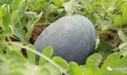 吃瓜群众炎安,吃瓜群众的独特视角与趣味解读