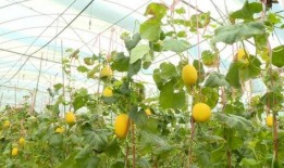 吃瓜群众种植玩具